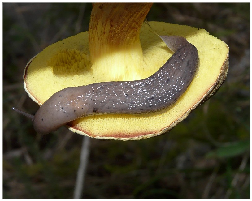 Alcuni Limax millepunctatus dal Gargano (FG)